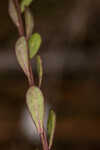 Scalloped milkwort